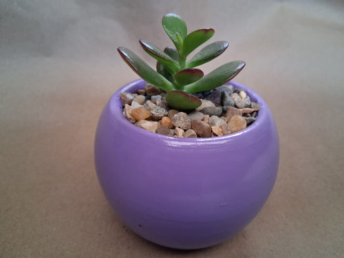 Matera con suculenta Personalizada